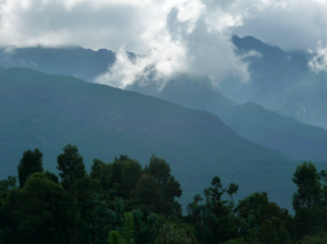 Cangshan cloud n trees
